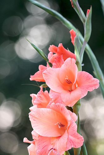 http://www.sadomania.ru/images/gladioluses1.jpg