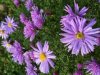 Астра альпийская Астра альпийская